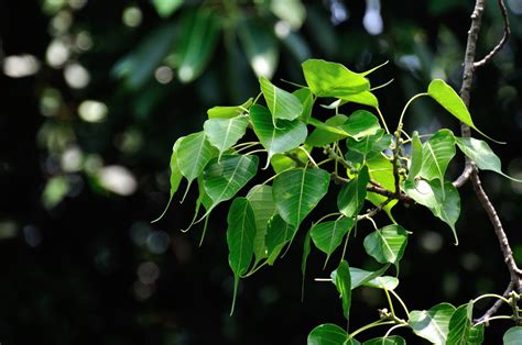 菩提樹種植